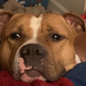 Meet your Posher, Bo